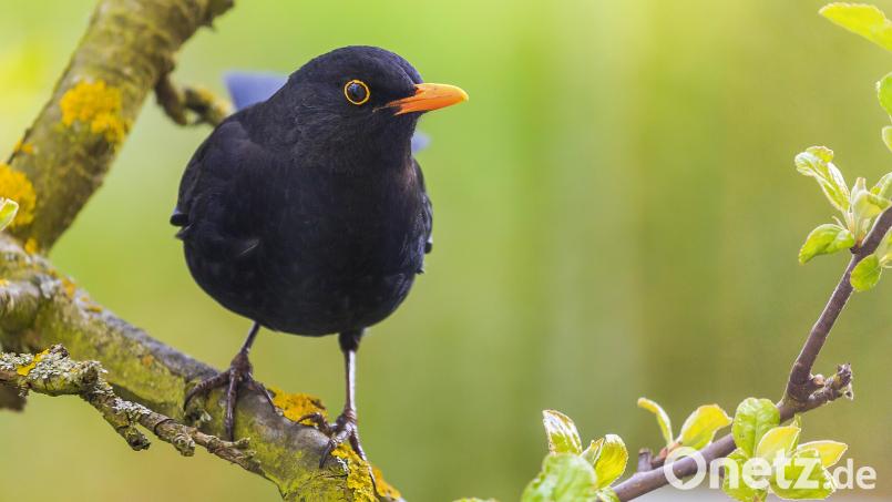 Die Amsel ist in beinahe allen Gärten im Landkreis Schwandorf anzutreffen. Das belegen die Ergebnisse die Zählaktion &quot;Stunde der Gartenvögel&quot; des Landesbunds für Vogelschutz (LBV). Bild: Hösamer