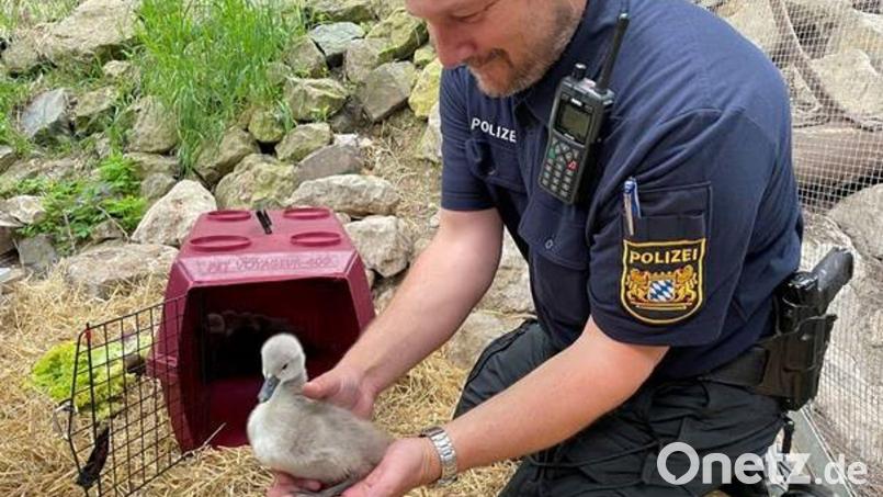 Ein Polizist hält ein Schwanenküken in den Händen. Bild: Verkehrspolizeiinspektion Bamberg/dpa