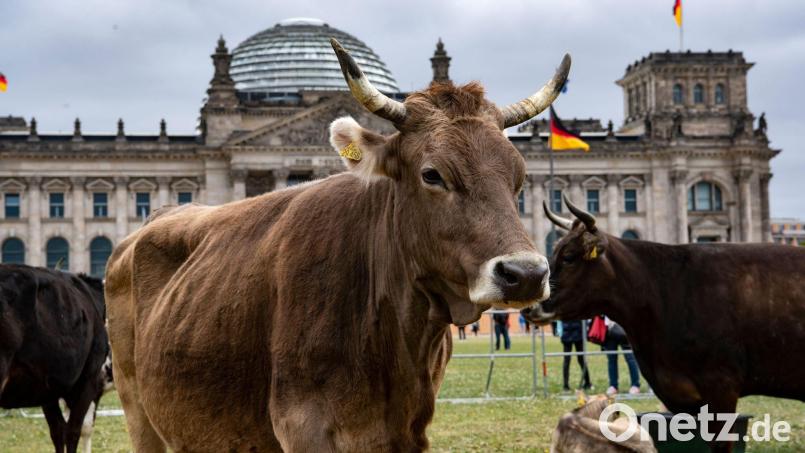 Protest-Aktion vor dem Reichstag. Immer weniger Rinder habe Zugang zu einer Weide. Darauf machen Greenpeace und die Arbeitsgemeinschaft bäuerliche Landwirtschaft aufmerksam. Bild: Paul Zinken/dpa