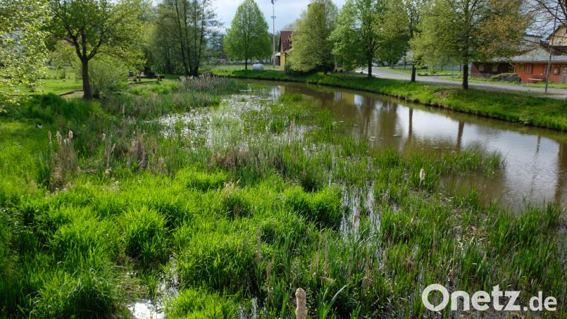 Die Planungsphase für den ökologischen Umbau der Creußen einschließlich von Erlebnisbausteinen im Bereich Tremmersdorf zieht sich in die Länge. Derzeit finden Gespräche zwischen der Fachbehörde und der Regierung der Oberpfalz statt, berichtete Bürgermeister Albert Nickl in der Gemeinderatssitzung. Bild: do