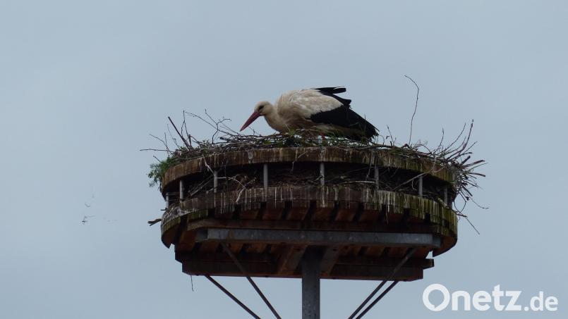In den Pausen des Ausbrütens der Eier betreibt der Storch Nestpflege. Bild: hme