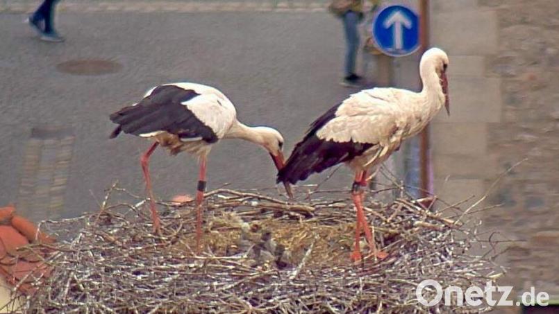 Mama und Papa Storch kümmern sich um die drei Jungen auf dem Alten Schulhaus in Weiden. Screenshot: Webcam Stadt Weiden