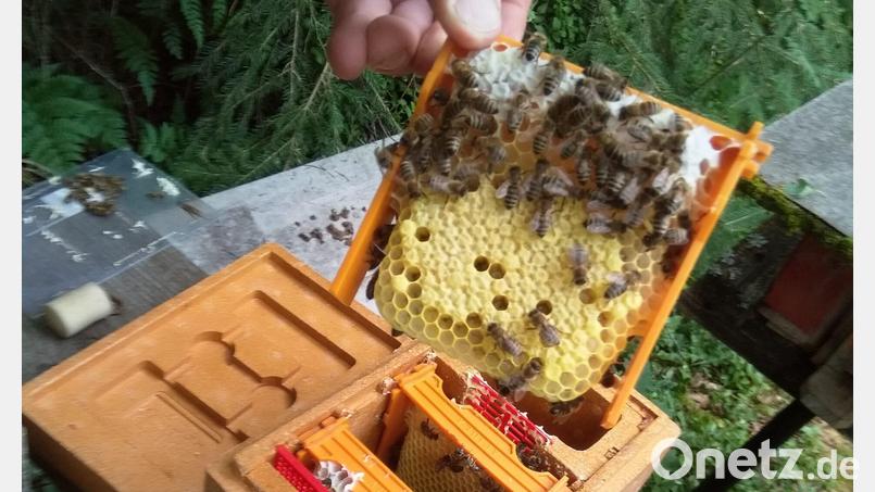 In den Begattungskästchen werden unbegattete Königinnen mit Minivölkchen angeliefert und fliegen von dort zur Begattung aus. Bild: Werner Kick/exb