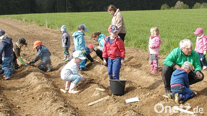Auf dem Acker herrschte reges Treiben: Die Kindergartenkinder lernen die Entstehung der Kartoffel von der Aussaat bis zur Ernte kennen. Bild: ld