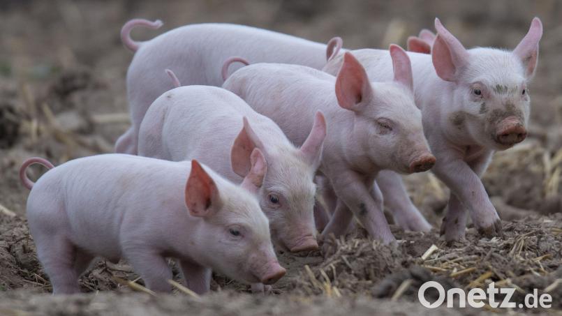 Junge Ferkel rennen über eine Wiese. Die Schweine wachsen unter ökologischen Bedingungen in einer Freilandhaltung auf. Bild: Boris Roessler/dpa