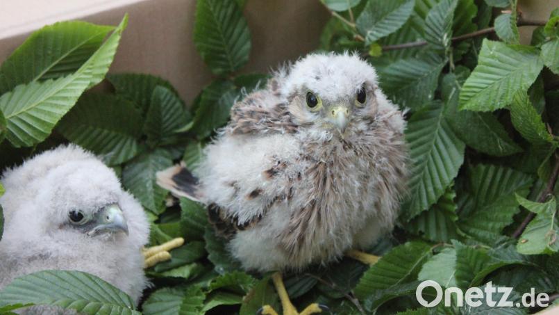 So sehen die kleinen Turmfalken aus, wenn sie geschlüpft sind. Noch ist es am Studentenplatz aber nicht soweit. Symbolbild: Ferdinand Baer/exb