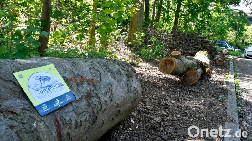 So sieht es derzeit an einem Teil der Jahnstraße in Amberg aus: Die gefällten Bäume fallen auf. Bild: Petra Hartl