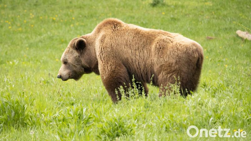 Ein Braunbär steht auf einer Wiese. Bild: Philipp Brandstädter/dpa/Symbolbild