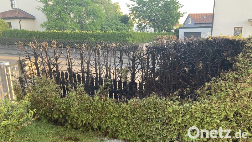 Ein Feuer hat Teile dieser Thujenhecke und eines Holzzauns in der St.-Georg-Straße in Sulzbach-Rosenberg beschädigt. Bild: Polizei Sulzbach-Rosenberg/exb