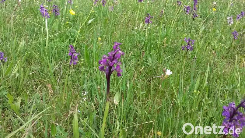 Die Orchideenwiesen bei Gassenhof. Bild: VSL Oberpfalz/exb
