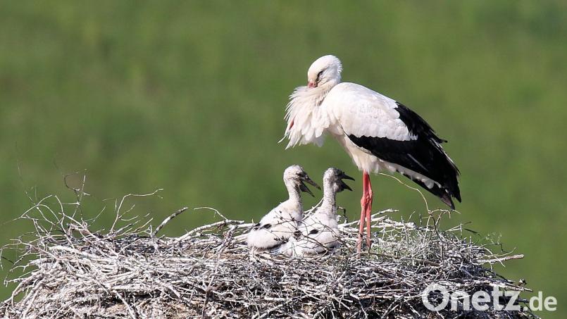 Zwei Jungstörche sind im Pleysteiner Storchennest. Die Eltern sind eifrig bemüht, trotz anhaltender Trockenheit genügend Futter zu finden. Bild: bey