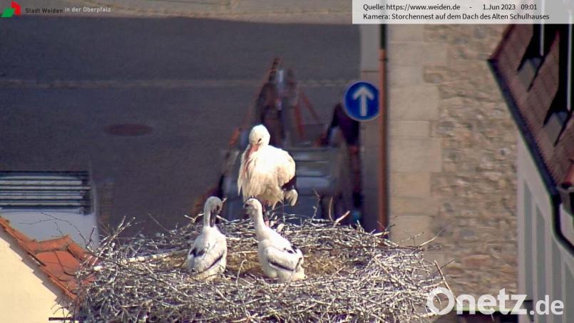 Die Storchenfamilie auf dem Alten Schulhaus. Das dritte Jungtier befindet sich nicht mehr im Nest. Was mit ihm passiert ist, ist unklar. Bild: Storchen-Webcam Stadt Weiden