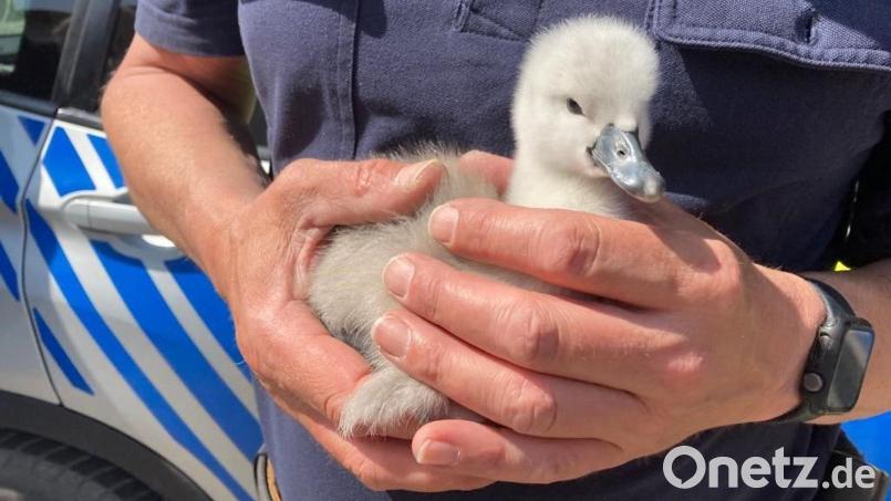 Ein Polizist hält eines der geretteten Schwanenküken in den Händen. Bild: -/Verkehrspolizeiinspektion Regensburg/dpa