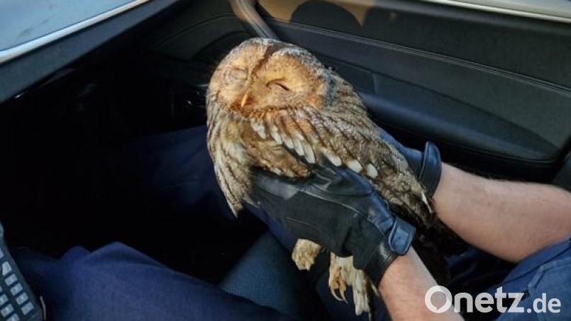 Die Polizei hat eine Eule von der Autobahn 3 in Niederbayern gerettet. Bild: Verkehrspolizeiinspektion Passau/dpa