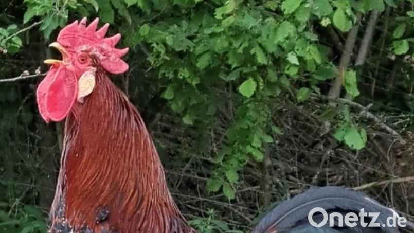 "Kikerikiii", und zwar möglichst oft – darum geht es beim Gockelkräh-Wettbewerb in Weigendorf. Bild: glb