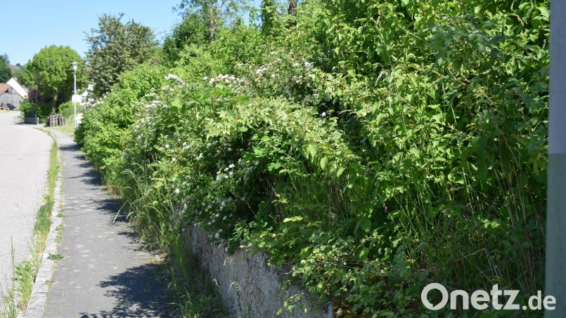 So sollte es an den Straßenrändern nicht aussehen. Der Grundeigentümer ist verpflichtet, die Gehwege sauber zu halten. Bild: bnr