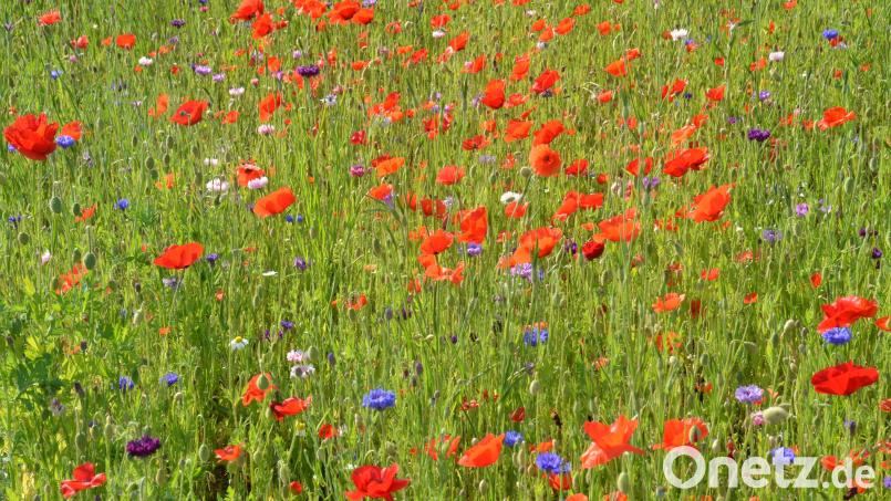 Blumenwiesen sind für Insekten unverzichtbar. Symbolbild: dob
