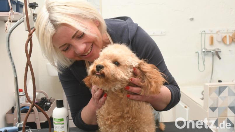 Agnes Busse dos Santos hat in Edeldorf den Hundefriseursalon &quot;Miss Dogs&quot; eröffnet. Ihr Pudel Felix weiß, wie man sich auf dem Frisiertisch zu benehmen hat. Bild: Gabi Schönberger