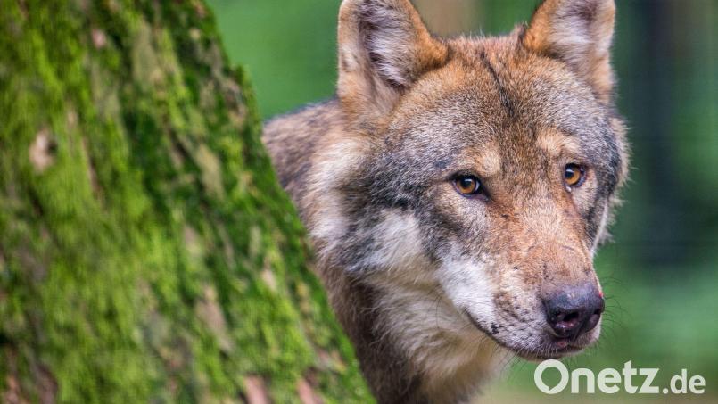 Gesichtet hat man ihn längst, den Wolf. Ob er sich im Landkreis Schwandorf als Problem entpuppen wird, ist offen. Mit der Wolfsverordnung könnte ein Riss reichen, um ihn abschießen zu lassen. Symbolbild: Lino Mirgeler/dpa
