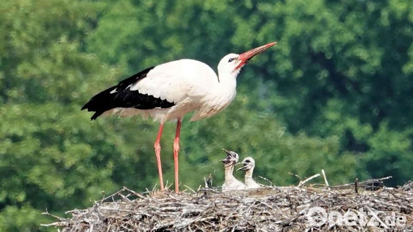 Die Storchendame wartet mit ihren zwei Jungvögeln auf das Männchen, das hoffentlich Futter mitbringt. Bild: gz