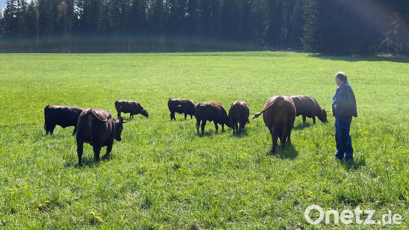 Die Kühe von Gerd Rasp fühlen sich auf ihrer neuen Weidefläche sichtlich wohl. Bild: Stadt Marktredwitz/exb
