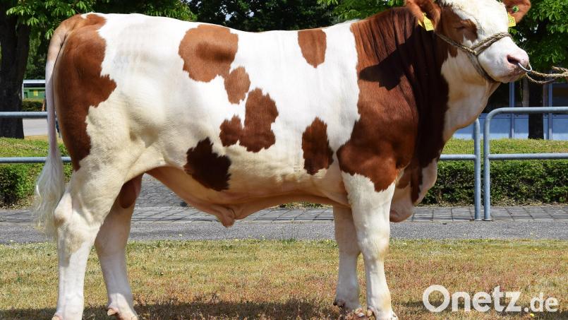Der Betrieb Grabendorfer aus Fribertshofen stellte diesen von Hubert Pirkl (Schallermühle) gezüchteten Hokuspokus-Sohn vor (Kategorie 5). Dieser wurde an die Besamungsstation Neustadt überstellt. Bild: RZO/exb