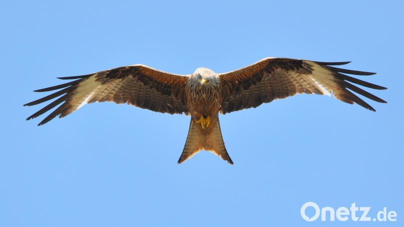 So sieht ein Rotmilan aus. Symbolbild: VDN Fotoportal Siegfried A. Walter