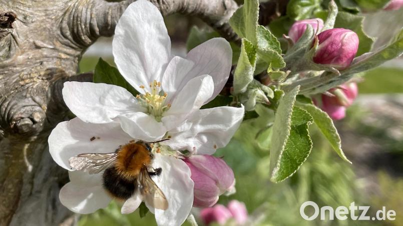 Die Apfelblüte zeigt auf der Vegetationsuhr den Beginn des vollen Frühlings an. In diesem Jahr war das in der nördliche Oberpfalz der 7. Mai. Bild: David Frahnow/exb