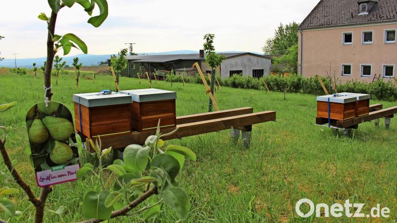 In den Holzkästen arbeiten die vier Bienenvölker bereits auf Hochtouren. Dank der neu gepflanzten Obstbäume haben sie ihre Nahrungsquelle direkt um sich herum. Bild: Sascha Fuchs/fph