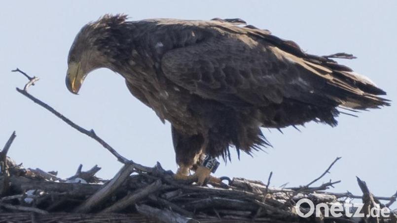 Ein solches Seeadler-Weibchen ist bei Hahnbach an Rattengift verendet. Symbolbild: Carsten Rhode/exb