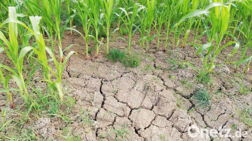 Die Landwirtschaft leidet massiv unter fehlendem Regen. Wer seine landwirtschaftlichen Flächen extern bewässern möchte, muss einen großen Geldbeutel mitbringen. Auch das fehlende Grundwasser wird dabei zu einem immer größeren Problem. Bild: Kathrin Zeilmann/dpa