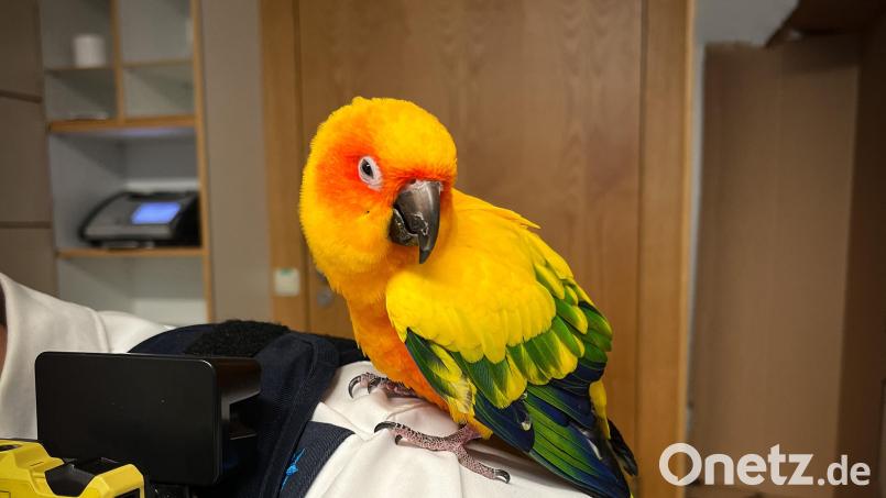 Die Polizei in Weiden möchte wissen: Wem gehört der zutrauliche Sonnensittich? Bild: Polizeiinspektion Weiden