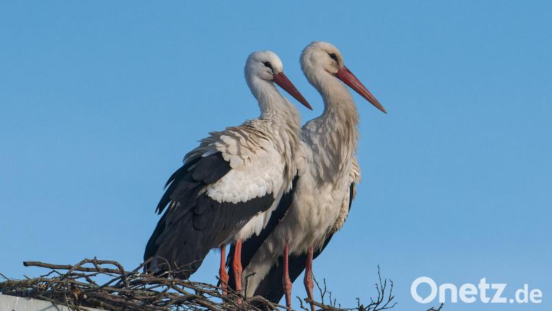 Das Archivbild vom Storchenpaar in Waldsassen entstand an Ostern. Inzwischen haben die Tiere das Nest wieder verlassen. Archivbild: Roland Bönisch/exb