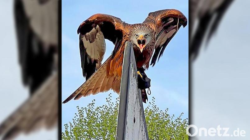 Das ist mein Revier: Nach der Attacke auf Jonas Perner hält der Rotmilan die Mütze des Sportlers in den Krallen (rechts zu sehen). Bild: Jonas Perner/exb