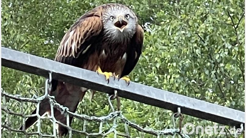 „Du bist hier nicht willkommen“, scheint der Rotmilan in Wunsiedel zu schimpfen. Bild: Matthias Bäumler/fph