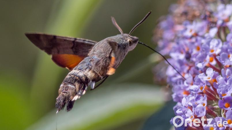 Das Taubenschwänzchen trägt seinen Namen, weil sein Hinterteil dem Schwanz eines Vogels ähnelt. Bild: Norbert Vetter