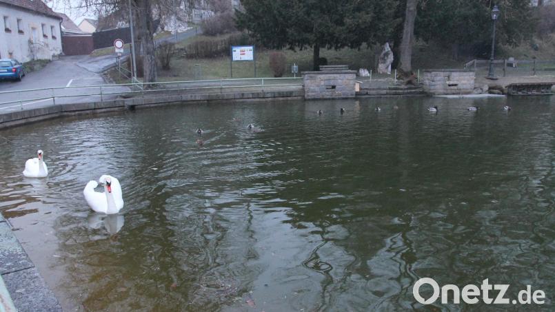 Die Schwäne im Pleysteiner Stadtweiher, die vielfach die Blicke der Spaziergänger auf sich ziehen, bleiben in diesem Jahr ohne Nachwuchs. Bild: pi