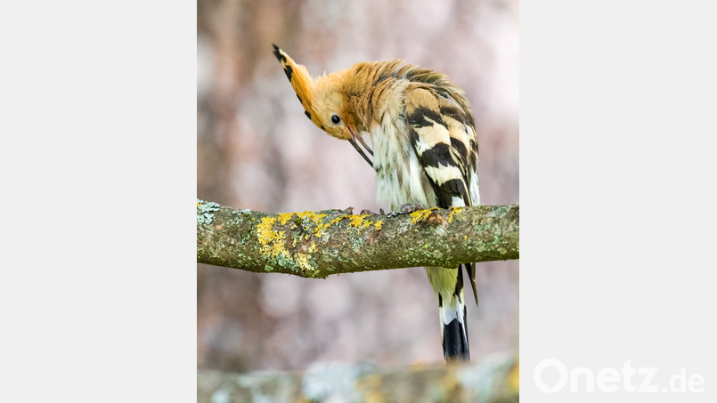 Der Wiedehopf breitet sich im Naturpark Hirschwald aus. Bild: Martin Kuhn