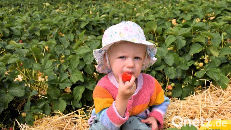 Die zweijährige Carlotta darf mit auf das Erdbeerfeld. Während ihre Mama fleißig pflückt, genießt die Kleine es sichtlich, die roten, leckeren Früchtchen vom Strauß weg zu vernaschen. Bild: ubb