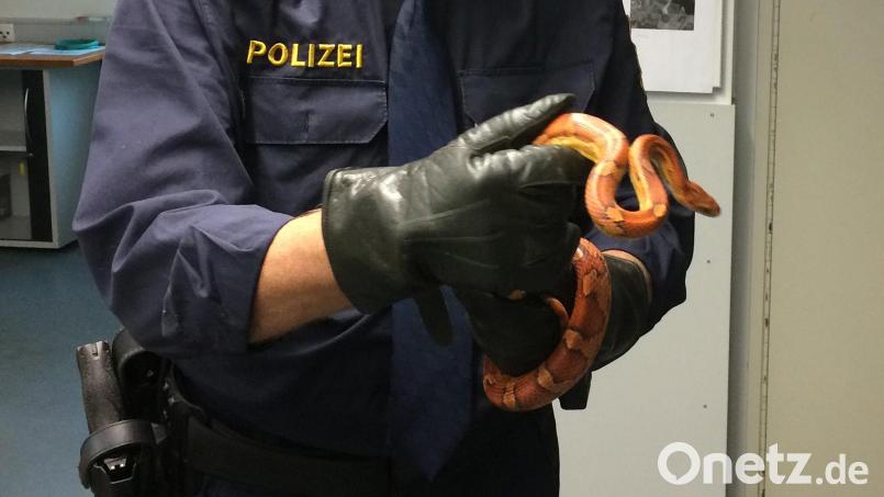 Eine solche ungiftige Kornnatter ist in der Freizeitanlage in Neustadt/WN gefunden worden. Die Polizei sucht nach dem Besitzer des Reptils. Symbolbild: Foto: Polizei Haßfurt/dpa