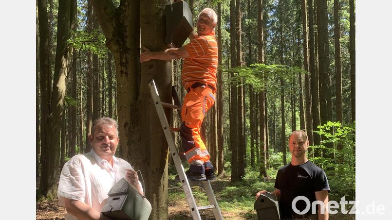Bürgermeister Reinhard Kreuzer, Josef Hellerbrand und Förster Michael Forster (von links) starteten das Fledermausprojekt der Stadt. Bild: Stadt Schönsee/exb
