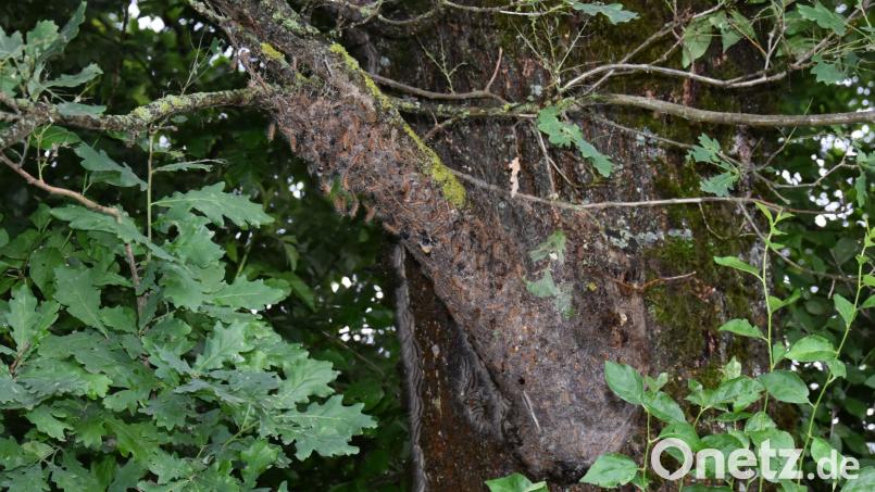 Erst bei genauerem Hinsehen werden die Larven des Eichenprozessionsspinners deutlich, die an der Unterseite eines Astes hängen. Der Baum steht an der Gemeindeverbindungsstraße zwischen Denkenreuth und Scherreuth. Bild: Lowak