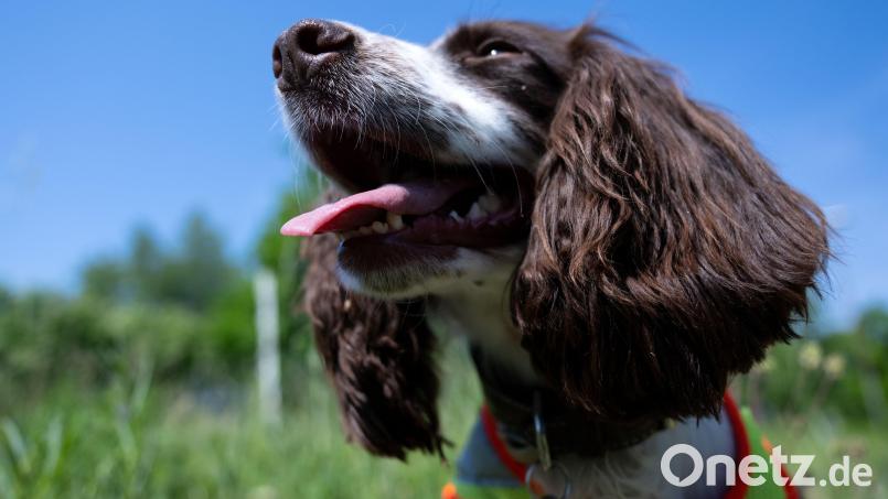 Hunde haben jetzt im Landschaftsschutzgebiet "Ammerbachtal" mehr Auslauf. Bild: Sven Hoppe/dpa