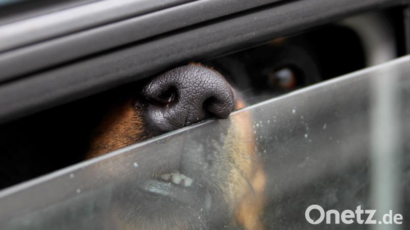Hunde sollte man bei Hitze nicht unbeaufsichtigt im Auto zurücklassen. Symbolbild: Stephan Jansen/ dpa
