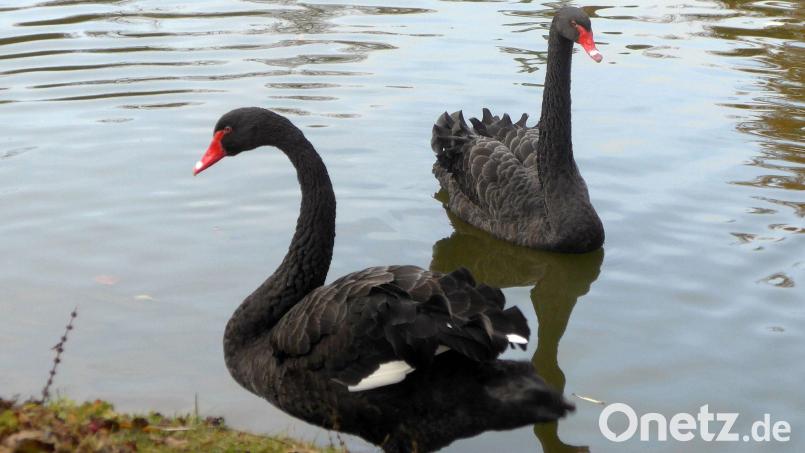 Trauerschwäne sind schwarze Schwäne. Bild: -/Bayerische Schlösserverwaltung/dpa/Archivbild