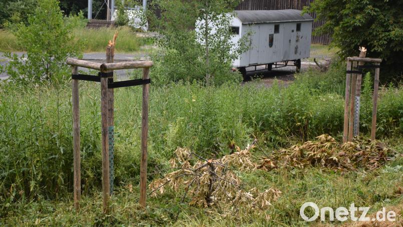 Zwei Bäume, die das Landratsamt Tirschenreuth 2019 beim Bauhof Leonberg pflanzen ließ, sind abgehakt worden. Der oder die Täter mussten zuvor über hohes Gras, damit sie überhaupt an die Bäume gekommen sind. Das Gras wurde vorm Pressetermin entfernt. Bild: jr