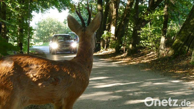 Wildunfälle machen 2022 fast die Hälfte aller Unfälle im Bereich der Polizeiinspektion Nabburg aus. Meist trifft es dabei Reh-, Rot- oder Damwild, seltener auch einen Dachs oder Greifvogel. Symbolbild: obs/ADAC