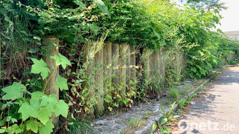 Die Böschung am Friedhof in Rothenstadt muss Instand gesetzt werden. Geld im Haushalt war aber nur für das Personal eingeplant. Bild: Gabi Schönberger