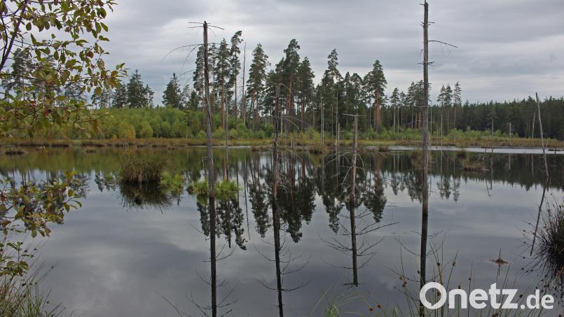 Die Waldnaabaue bietet Lebensraum für viele seltene Tier- und Pflanzenarten sowie faszinierende Natureindrücke für menschliche Besucher. Archivbild: tr