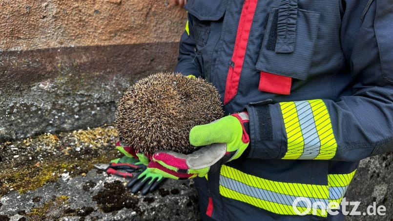 Gerettet! Die Feuerwehr Vilseck konnte den Igel wohlbehalten aus der Klemme holen. Bild: Feuerwehr Vilseck